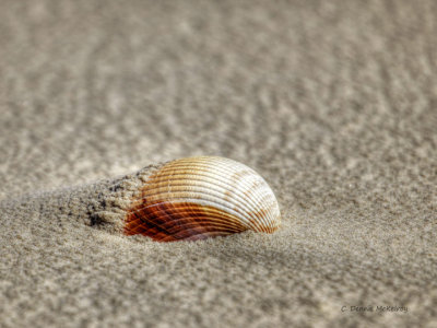 shell