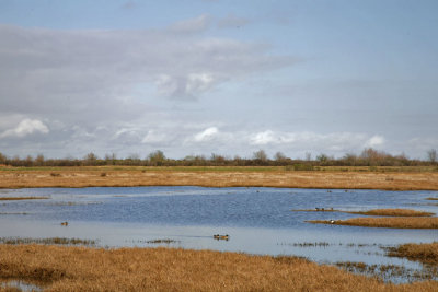 Water Fowl