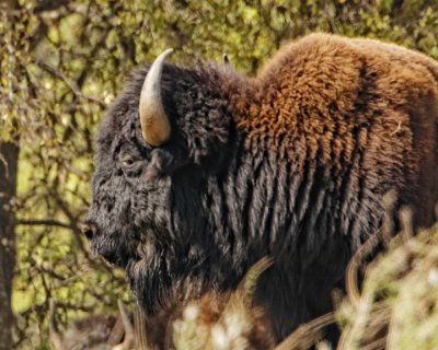 Texas bison