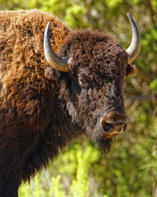 Texas bison
