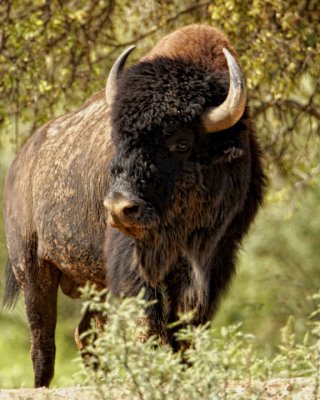 Texas bison