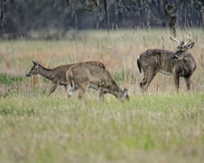 deer 