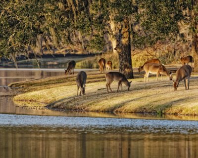 deer 