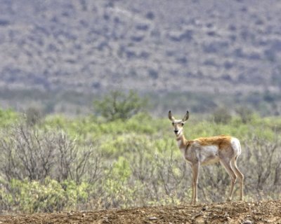 pronghorn 