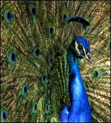 peacock 1.jpg