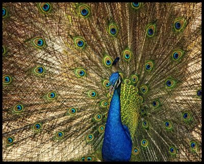 peacock 2.jpg