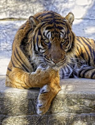tiger 3.jpg