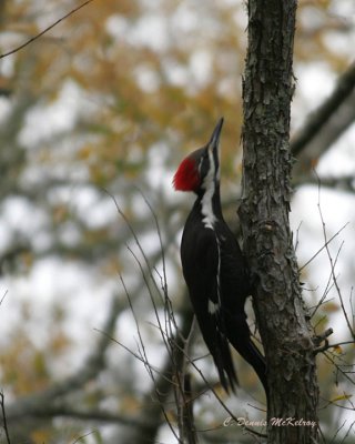 Pilleated Woodpecker