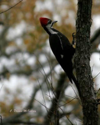 Pilleated Woodpecker