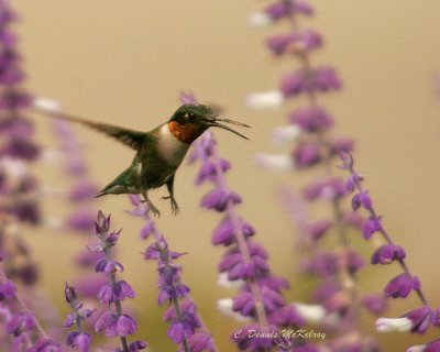 Ruby throat Hummingbird