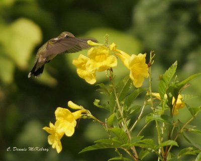 Ruby throat Hummingbird