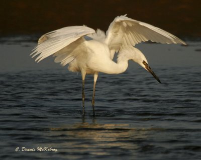 Reddish Egret