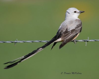 Scissor-tail Flycatcher