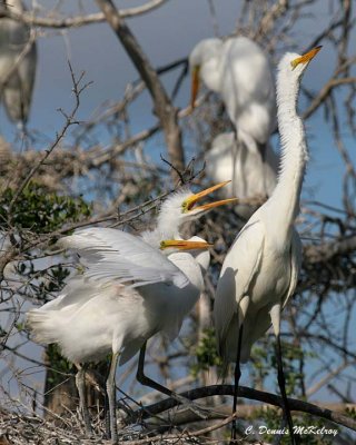 Great Egret - nestlings