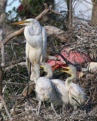 Great Egret - nestlings