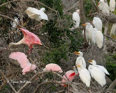 Roseate Spoonbills - Great Egrets