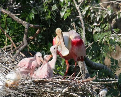 Roseate Spoonbills - Nesting
