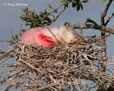 Roseate Spoonbill