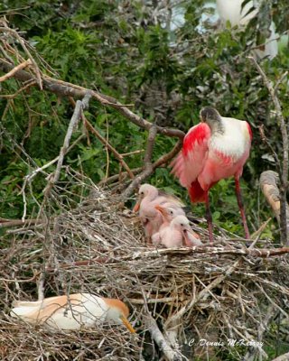 Roseate Spoonbill