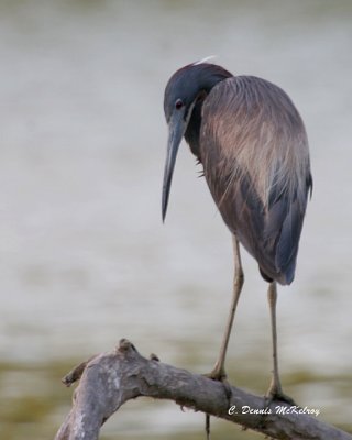 Tri-colored Heron