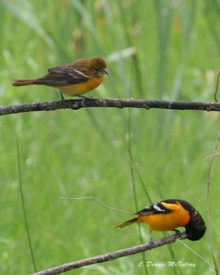 1st year and adult Baltimore Orioles  ?