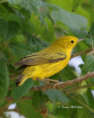 Yellow Warbler