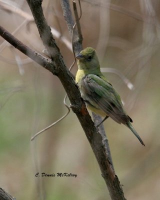 Painted Bunting - 1st year ?