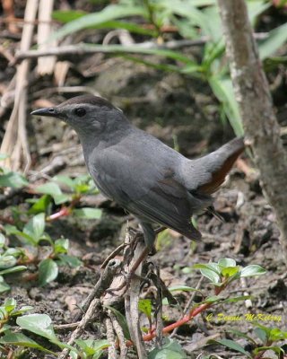 Cowbird