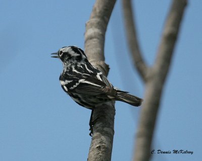 Black and White Warbler