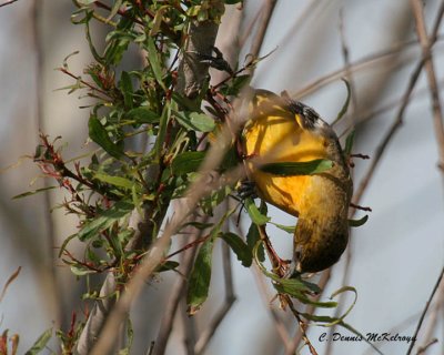 1st year Baltimore Oriole   ?