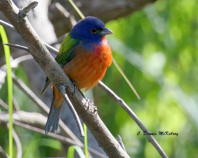 Painted Bunting