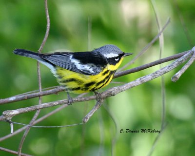 Magnolia Warbler