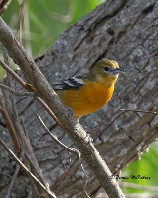 Oriole   ?