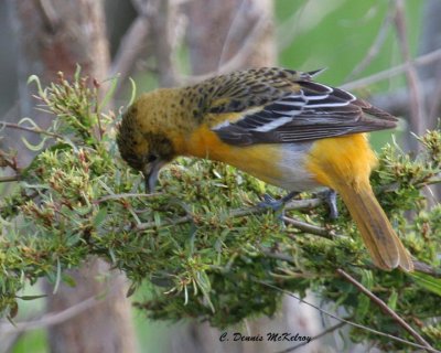 Oriole  ?