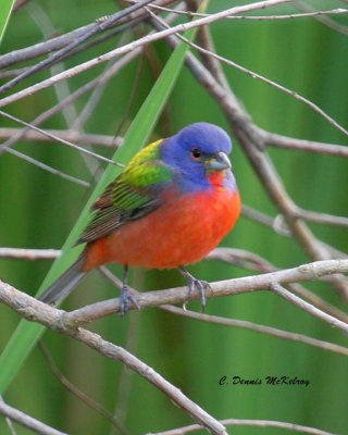 Painted Bunting