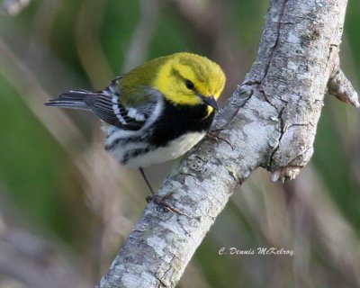 Black-throated Green Warbler