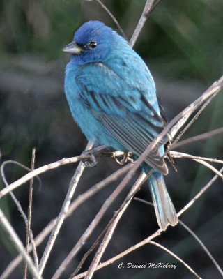 Indigo Bunting