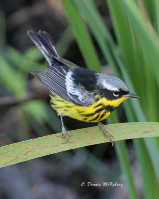 Magnolia Warbler