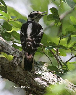 Black and White Warbler