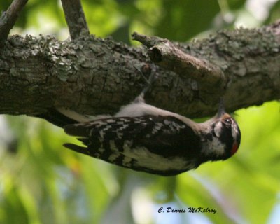 Downy Woodpecker