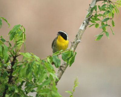 Common Yellowthroat