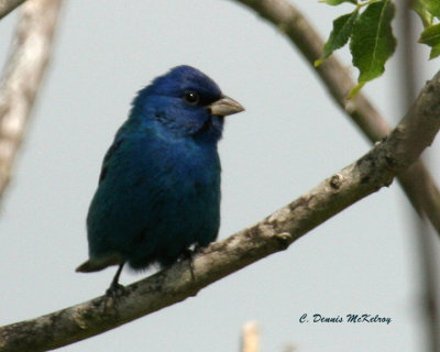 Indigo Bunting