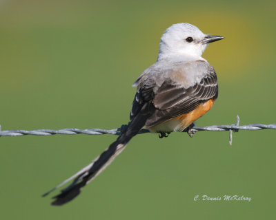 Scissor-tail Flycatcher