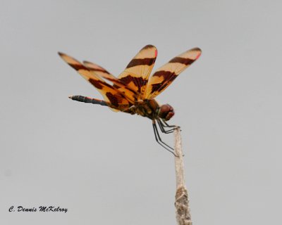 Macro