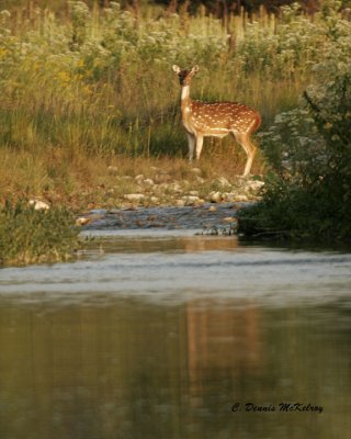 Axes deer