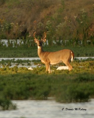 White tail