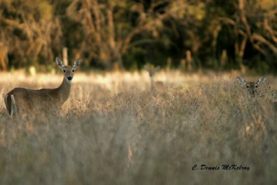 Some doe and fawns