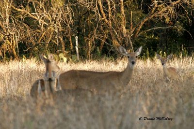 Some doe and fawns