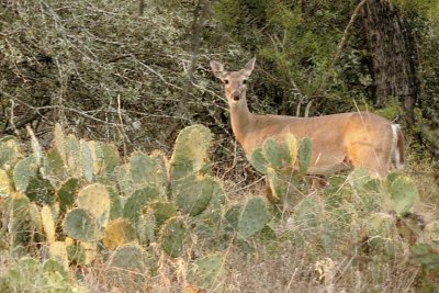 Doe