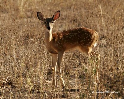 Fawn